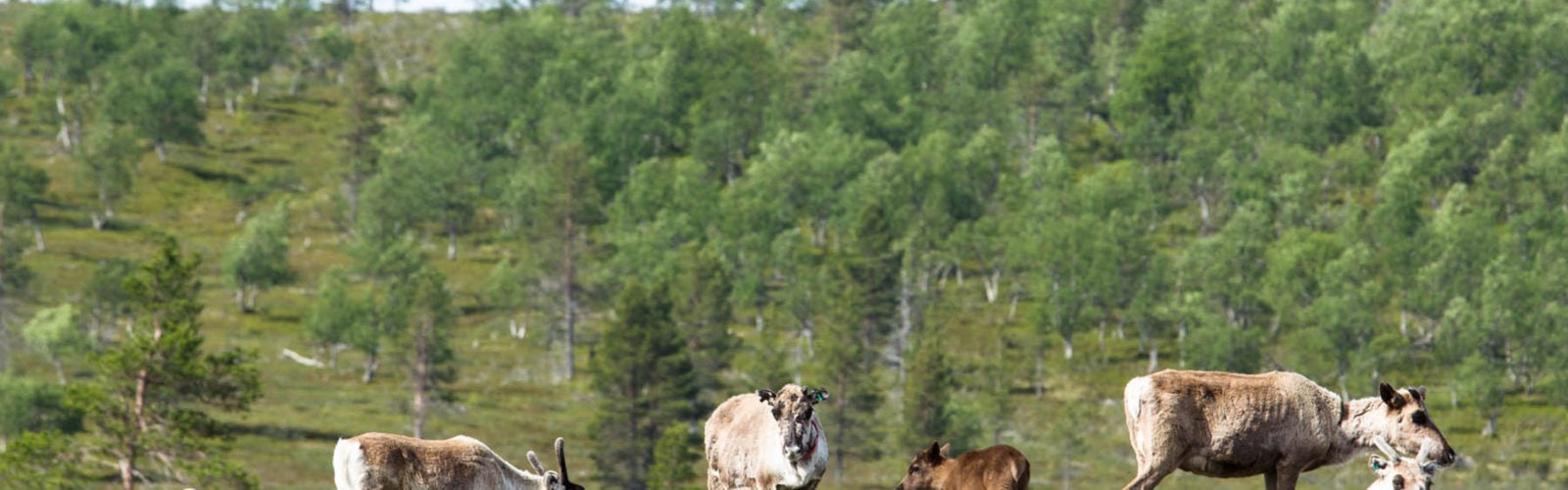 javri-lodge-reindeer