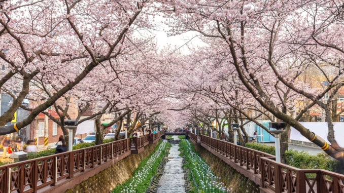 spring-cherry-blossom-sakura-south-korea