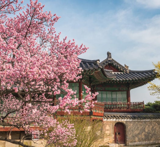 spring-cherry-blossom-seoul-south-korea