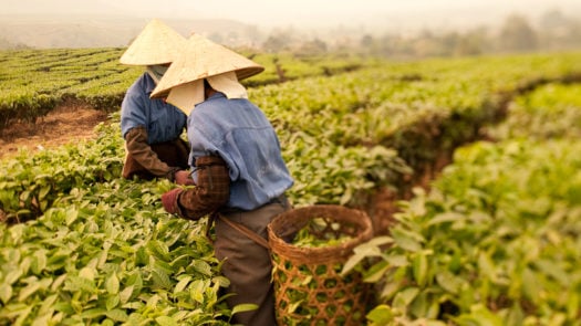 Vietnam Harvest