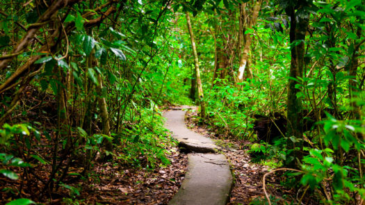 rainforest-jungle-manuel-antonio-costa-rica