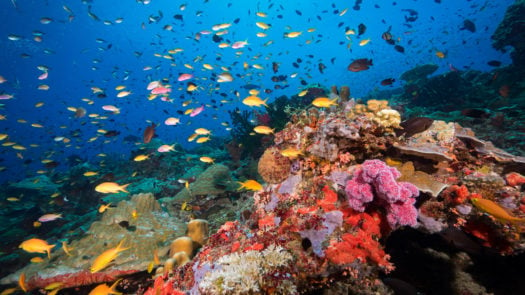 tufi-underwater-diving-papua-new-guinea