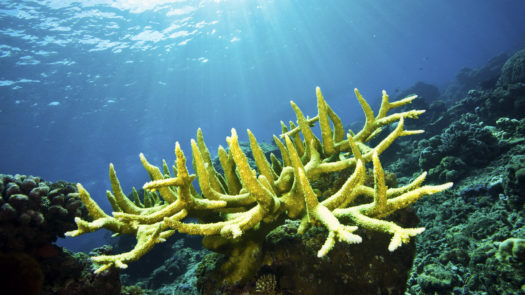 tufi-underwater-coral-reef