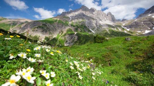 blooming-flowers-tyrol-austria