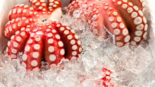 octopus-ice-toyosu-market-japan
