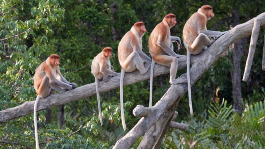 proboscis-monkeys-borneo