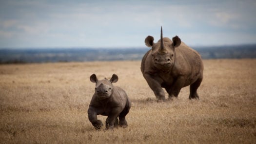 solio-lodge-rhinos