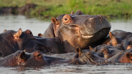 Hippopotamuses in Chobe River, Caprivi Strip, Chobe National Park, Botswana, Africa