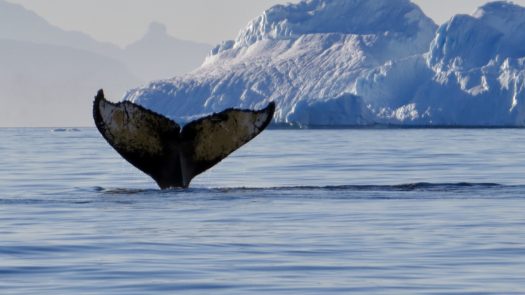 whale-antarctica