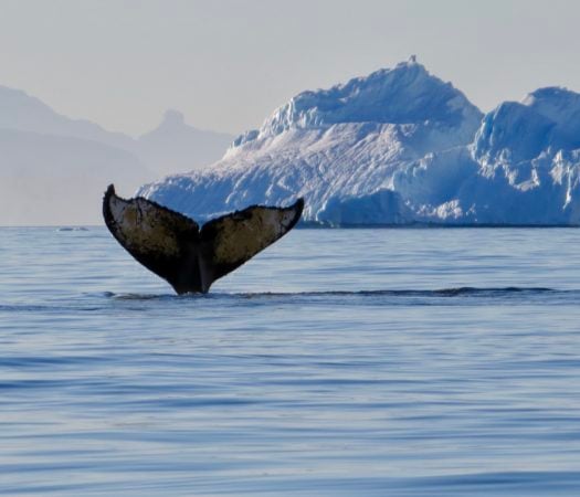 whale-antarctica