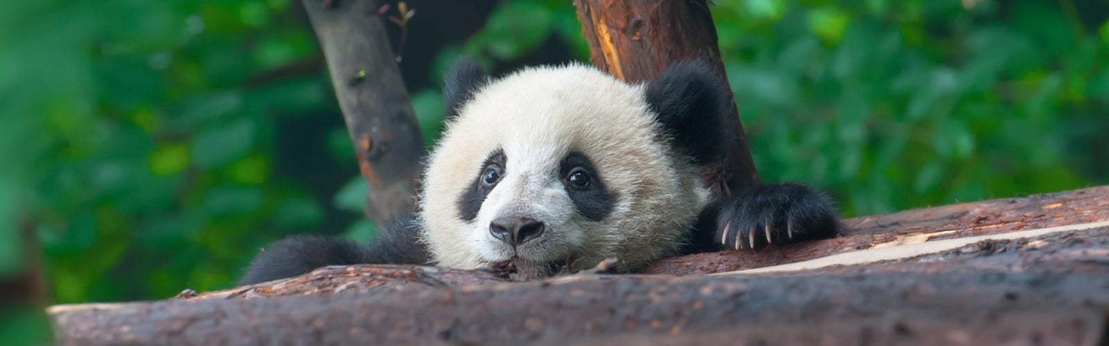 Young panda bear in Chengdu