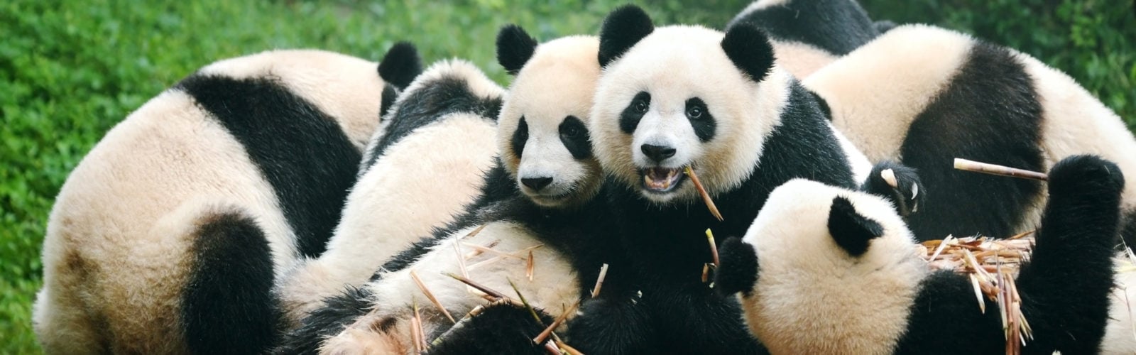 giant-panda-eating-bamboo-chengdu