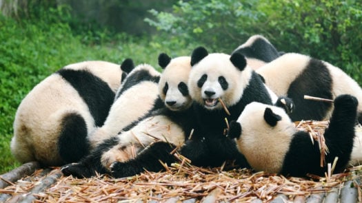 giant-panda-eating-bamboo-chengdu