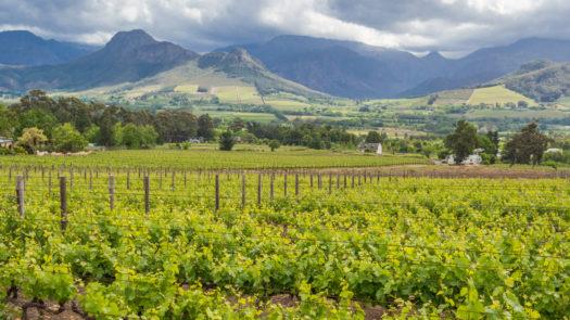 wine-region-south-africa