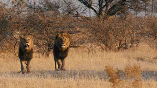 africa-botswana-okavango Lion in the moremi private reserve