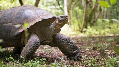 giant-tortoise-galapagos