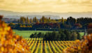 Marlborough wine region New Zealand