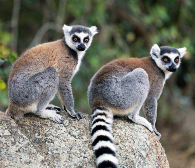 Ring-tailed lemur in Madagascar