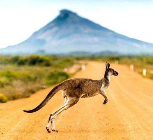 kangaroo-crossing-road-western-australia