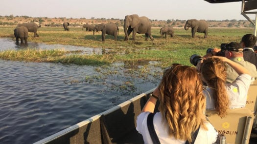 Elephants in Chobe National Park in the Chobe River as photographers get very close by boat to photograph them