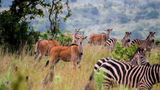 akagera-national-park-rwanda