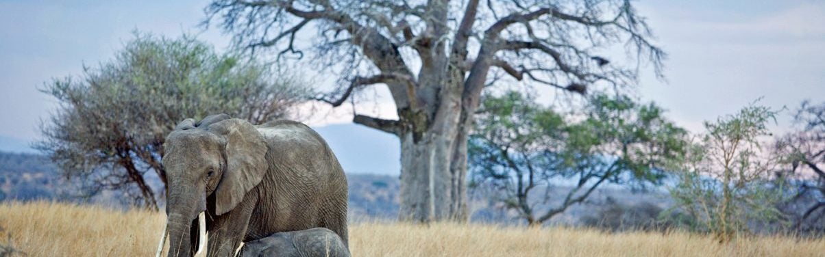 Elephant and calf in the plains of Tarangire National Park, Tanzania