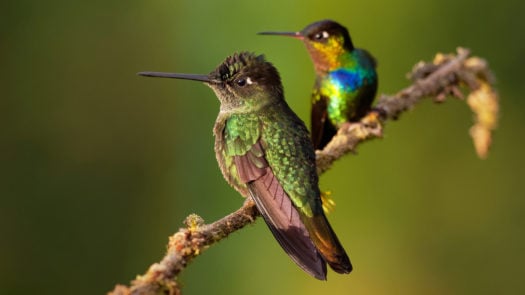 Fiery-throated Hummingbird - Panterpe insignis medium-sized hummingbird breeds only in the mountains of Costa Rica and Panama.