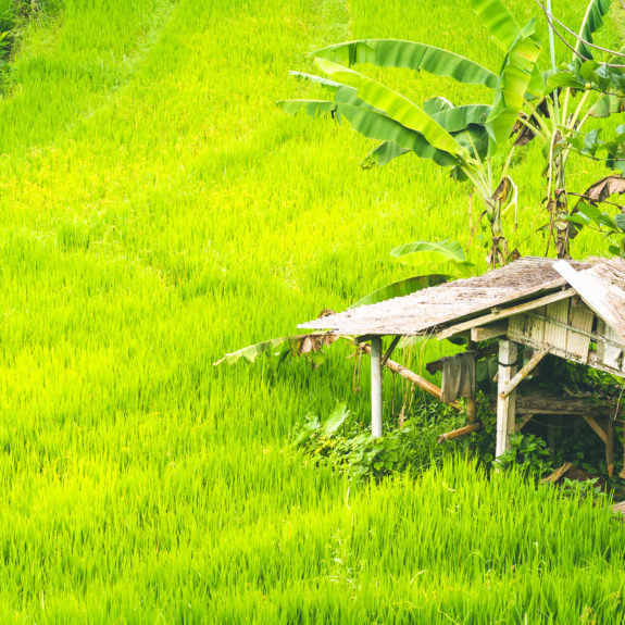 sidemen-rice-fields-bali