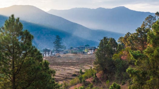bhutan-punakha-rice-fields