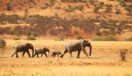 elephants-palmwag-namibia