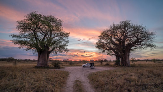 botswana-baobab-africa