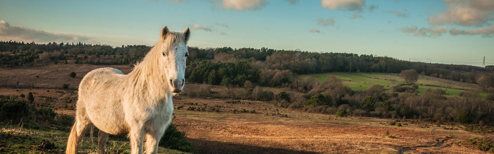 New Forest Horse
