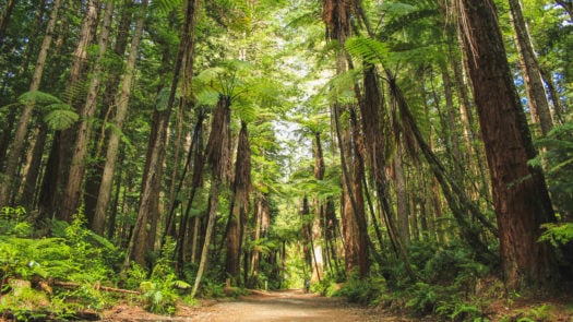 redwood-trees-new-zealand