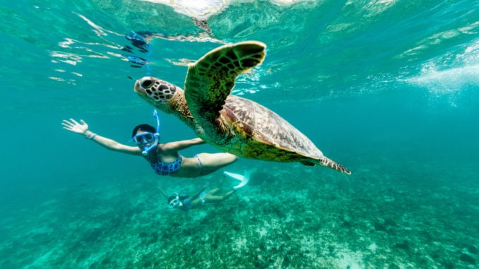Sea turtle costa rica