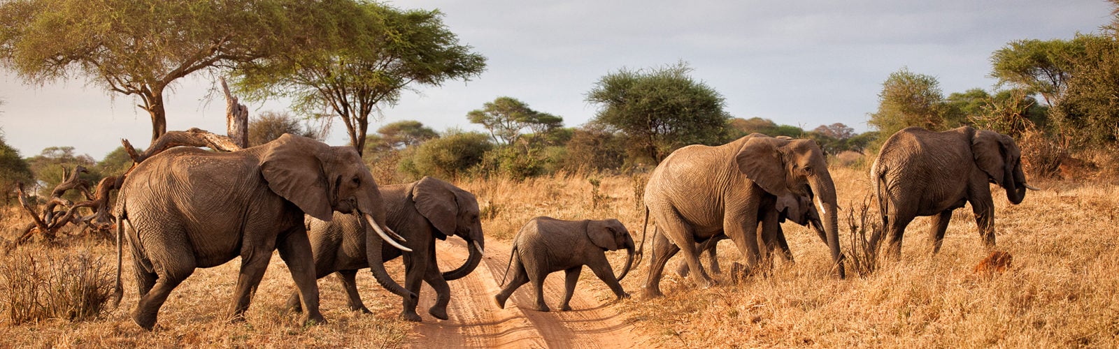A family of elephants in Madikwe