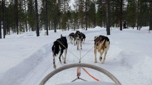 dog-sledding-finland