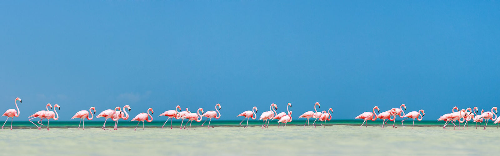 Pink flamingos in water near Holbox Island