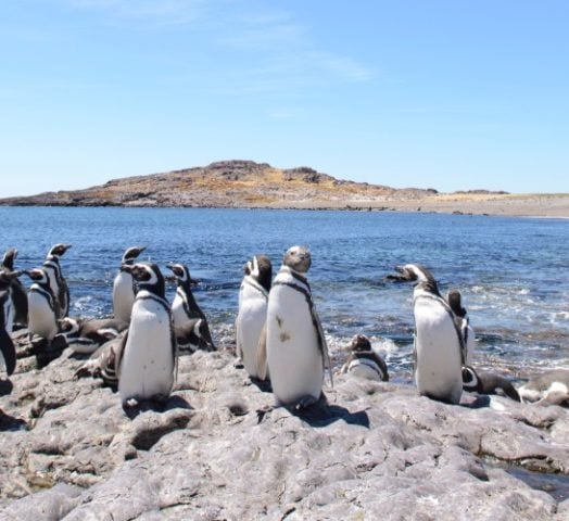 Penguins at Peninsula Valdes