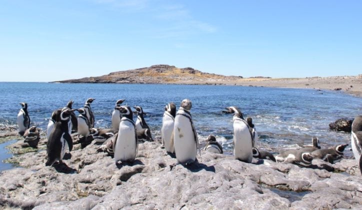 Penguins at Peninsula Valdes