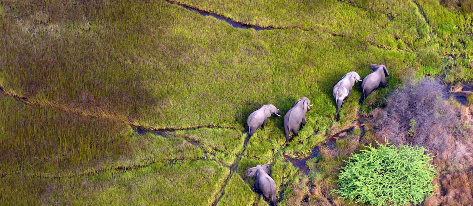 elephants walk across the wetlands of botswana