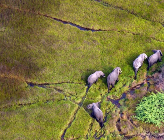 elephants walk across the wetlands of botswana