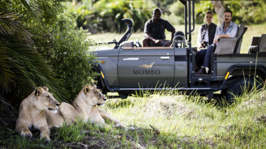 Guided Safari at Mombo, Botswana