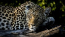 Leopard lies in a tree in the Moremi Private Reserve