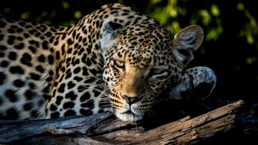 Leopard lies in a tree in the Moremi Private Reserve