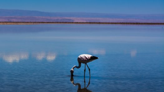 Flamingos in the Atacama Desert – photo by Alexander Hanssen