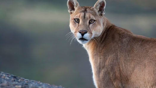 Wild Cougar (Puma) in Torres del Paine, Chile