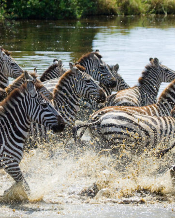 Group of zebras running across the water of the Serengeti National Park, Tanzania