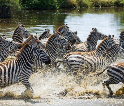 Group of zebras running across the water of the Serengeti National Park, Tanzania