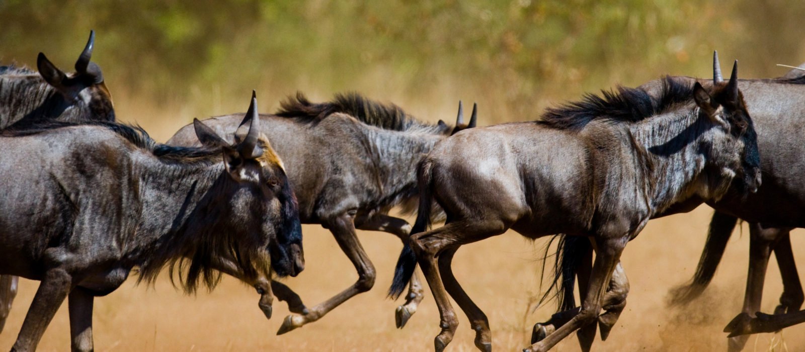 Wildebeests running through the savannah during the Great Migration