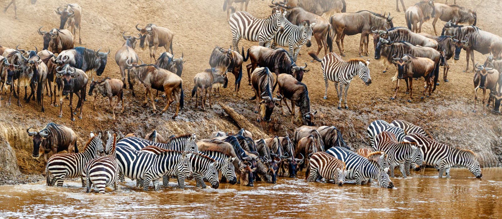 The Ultimate Guide to the Great Wildebeest Migration | Jacada Travel